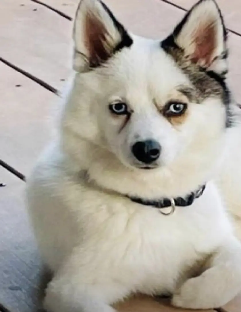 Portrait of Serge, La Sergerie’s small blue-eyed dog